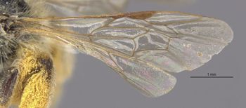 Media type: image;   Entomology 15073 Aspect: Wing front